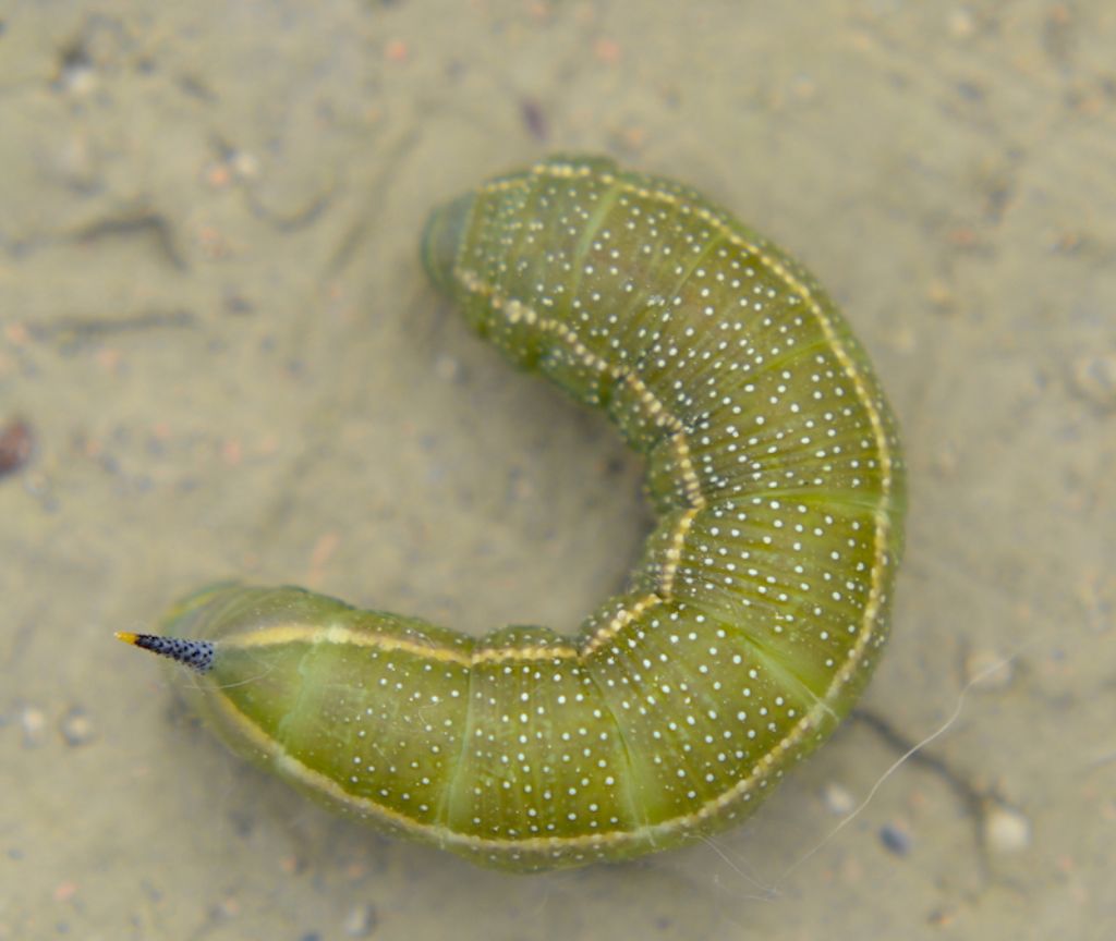 Larva di Macroglossum stellatarum?  S !